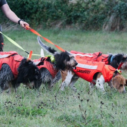 Accessoires pour Chien