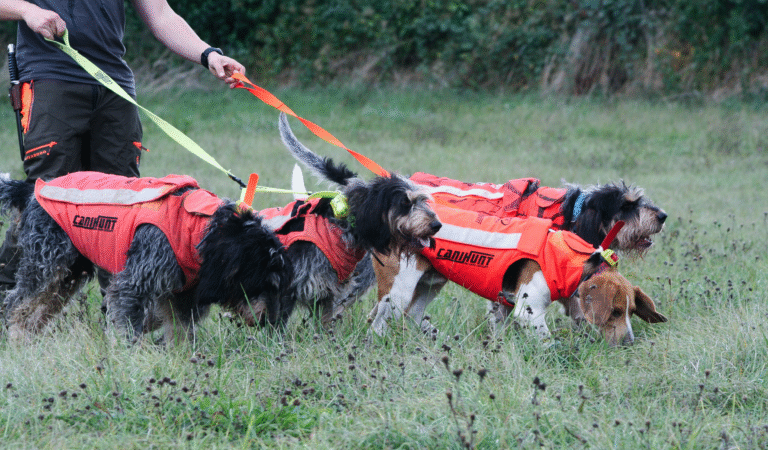 Accessoires pour Chien