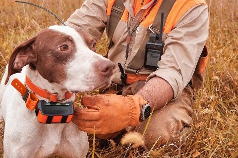 Collier de Chasse
