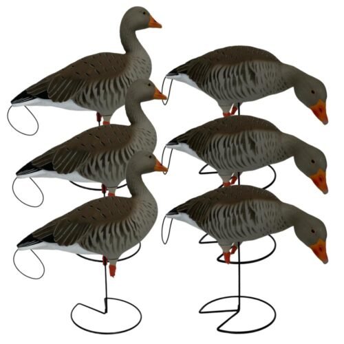APPELANT OIE CENDREE PG SUR PIED X6